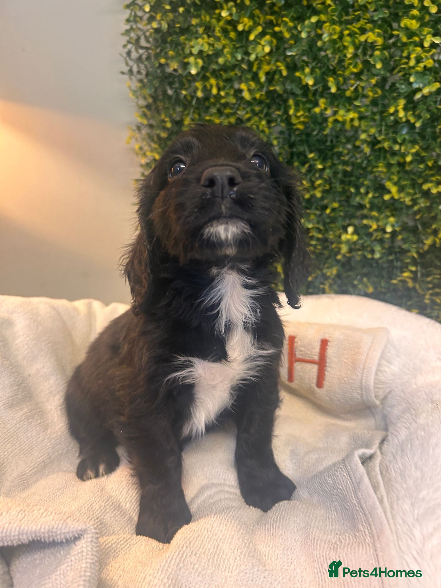 Sprocker dogs F1b (75% Cocker) Sprocker Puppies 5 * Breeder  - Advert 1