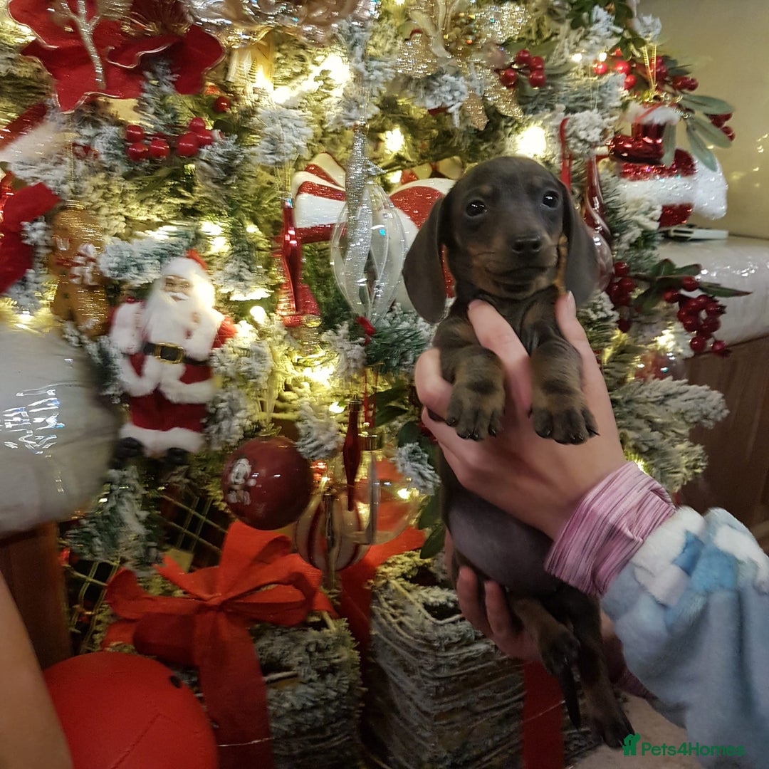 Dachshund dogs for sale: Miniature dashound - Advert 4