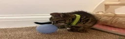 Domestic Shorthair cats for sale: Kittens - Advert 11