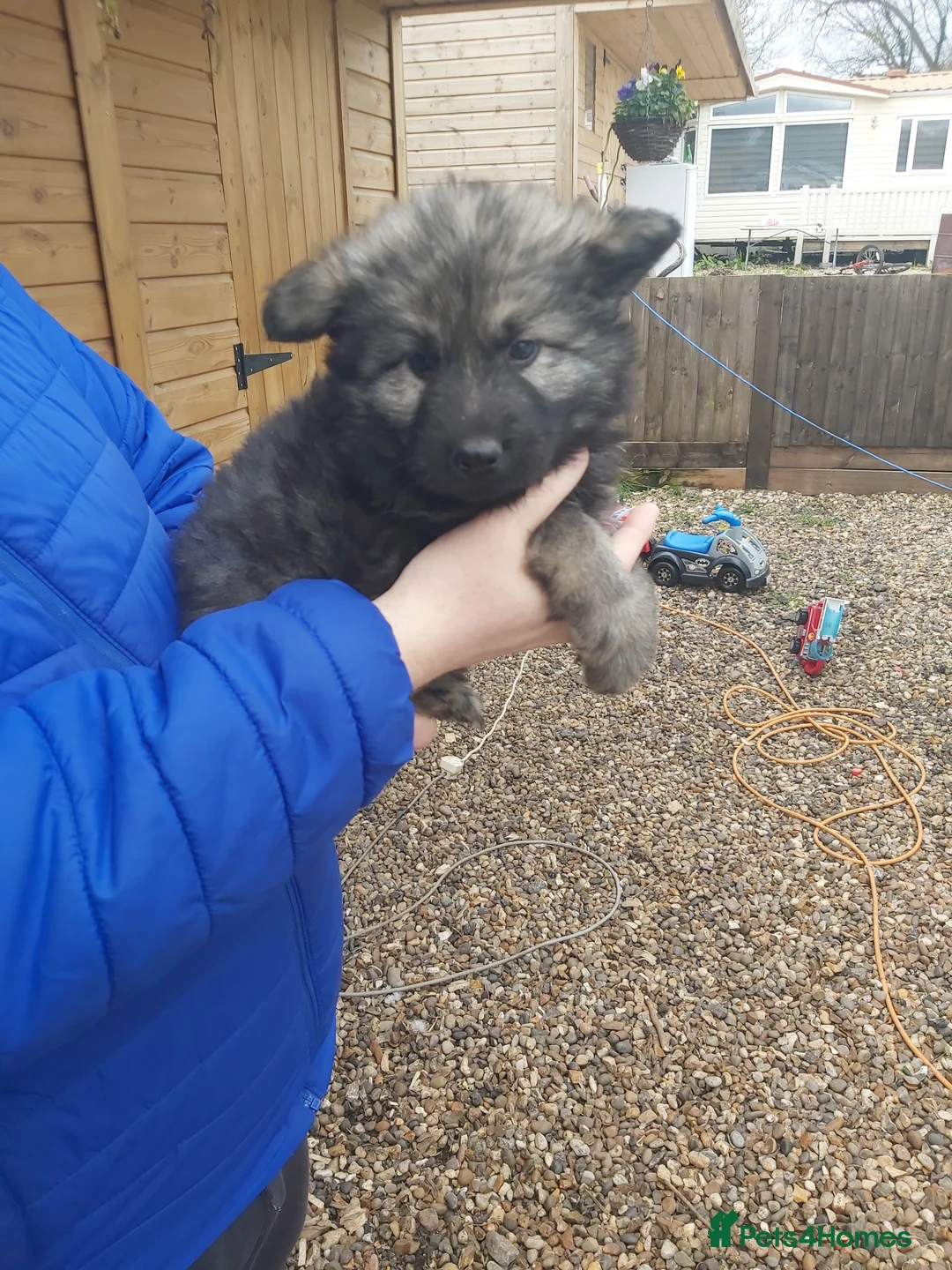 German Shepherd dogs for sale: 6 German shepherd pups - Advert 13