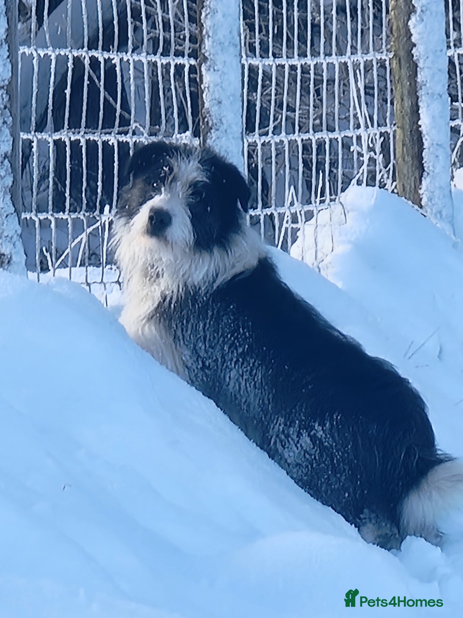 Mixed Breed dogs Fred looking for  his forever home - Advert 6