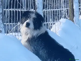 Mixed Breed dogs Fred looking for his forever home - Advert 6