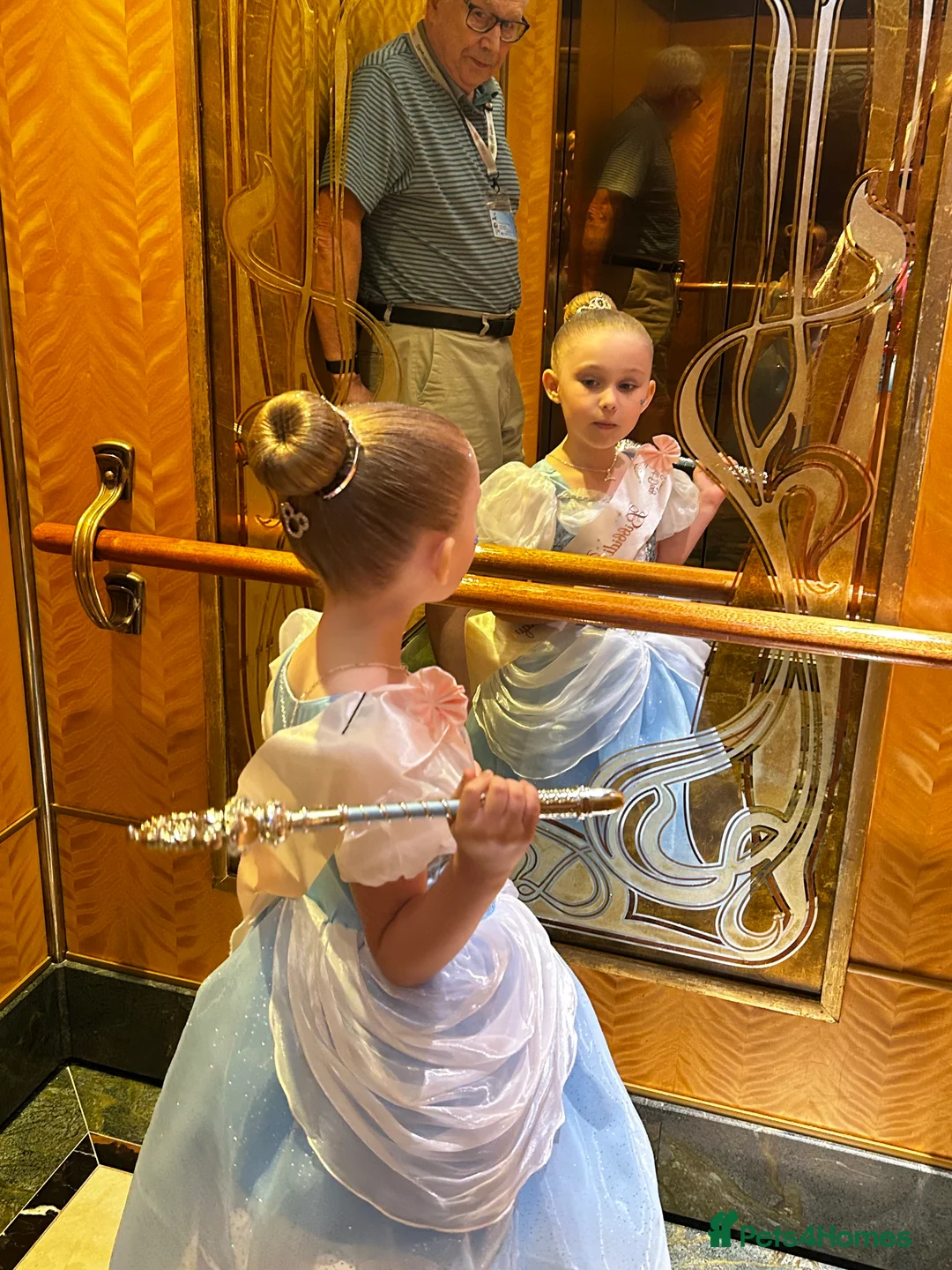 Ragdoll cats for sale: Rare black ragdoll and Maine coon cross age 5 in Southampton - Advert 2