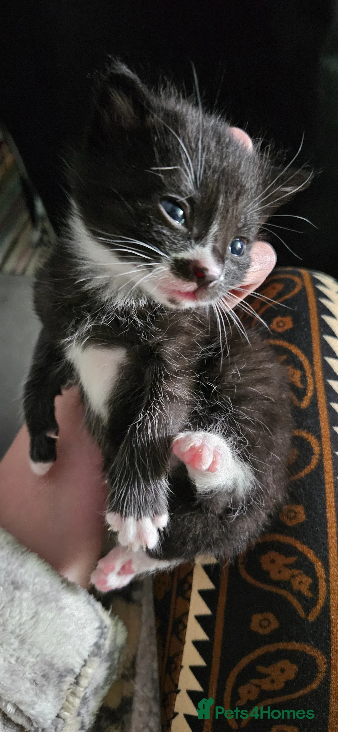 Mixed Breed cats for sale: Beautiful black and white boy  - Advert 4