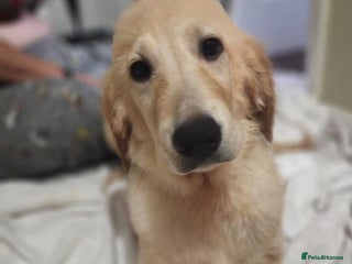 Golden Retriever dogs well trained Golden retriever girl - Advert 13