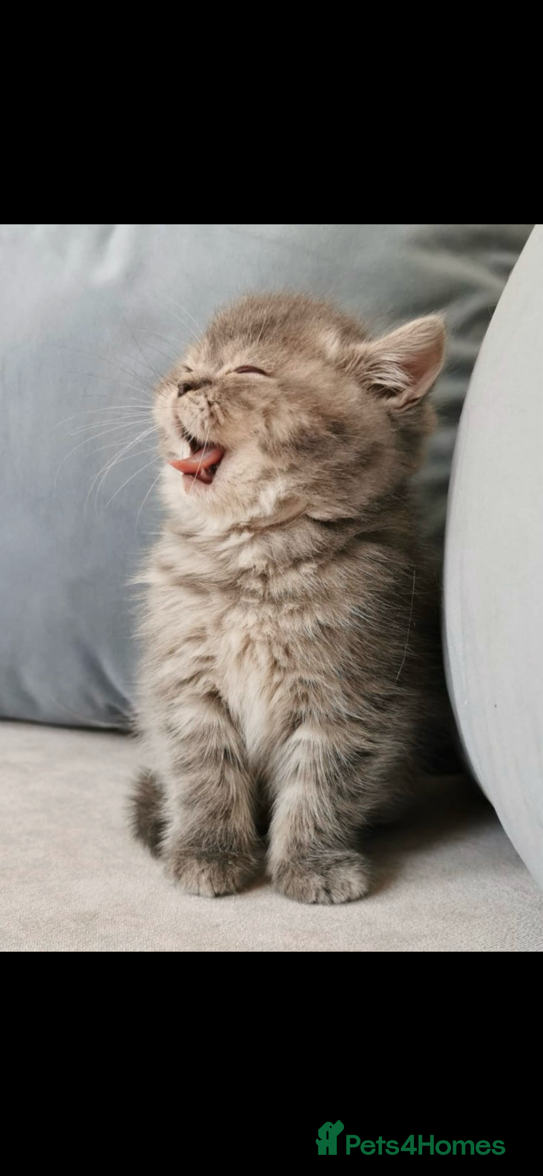 Exotic cats for sale: Dora  - Advert 1