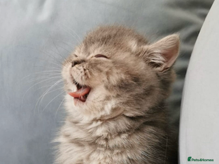 Exotic cats Dora - Advert 8