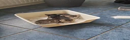 Mixed Breed cats for sale: Tabby  in Plymouth - Advert 2