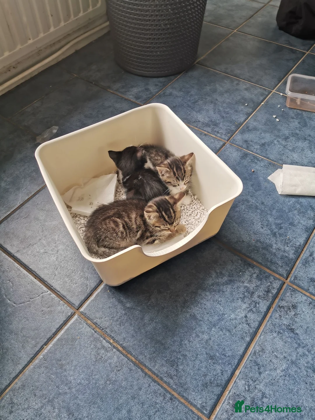 Mixed Breed cats for sale: Tabby  in Plymouth - Advert 2