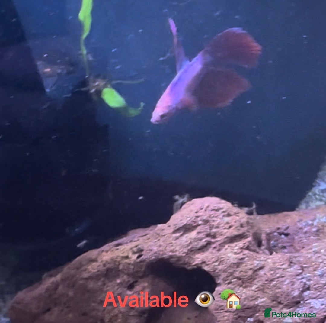 Bettas fish for sale: Male Betta  - Advert 6