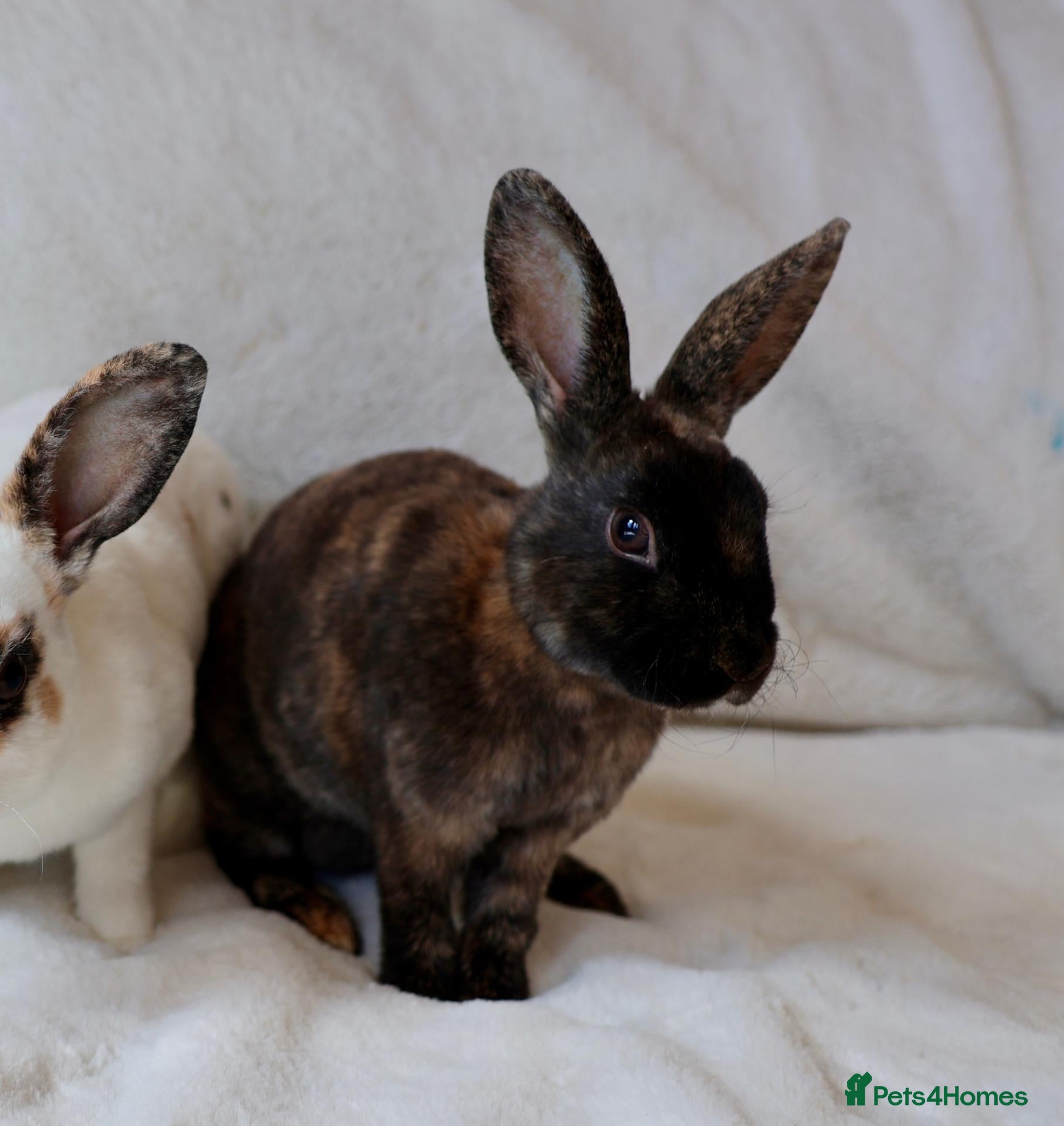 Rex rabbits Gorgeous mini rex boy - Advert 2