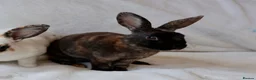Rex rabbits for sale: Gorgeous mini rex boy - Advert 2