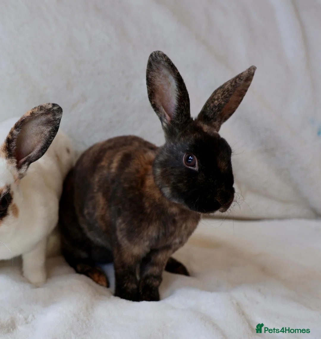 Rex rabbits for sale: Gorgeous mini rex boy - Advert 2