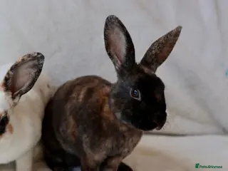 Rex rabbits Gorgeous mini rex boy - Advert 2
