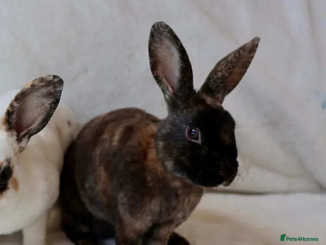 Rex rabbits Gorgeous mini rex boy - Advert 2