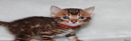 Bengal cats for sale: Gorgeous TICA Bengal Kittens - Ready 15/01/2026 - Advert 5