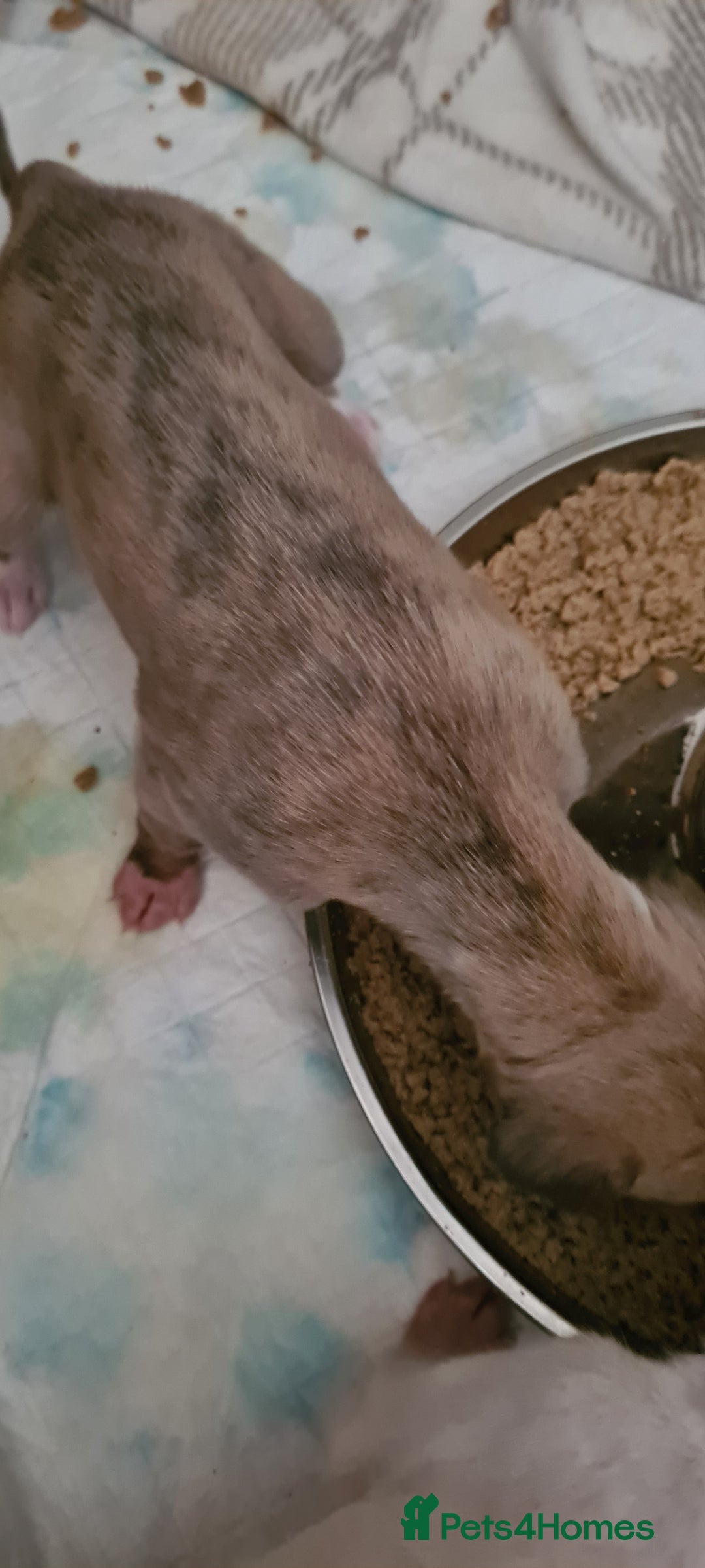Whippet dogs for sale: Beautiful kc registered whippets - Image 9
