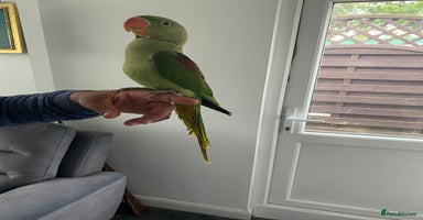 Parakeets birds - Advert 12