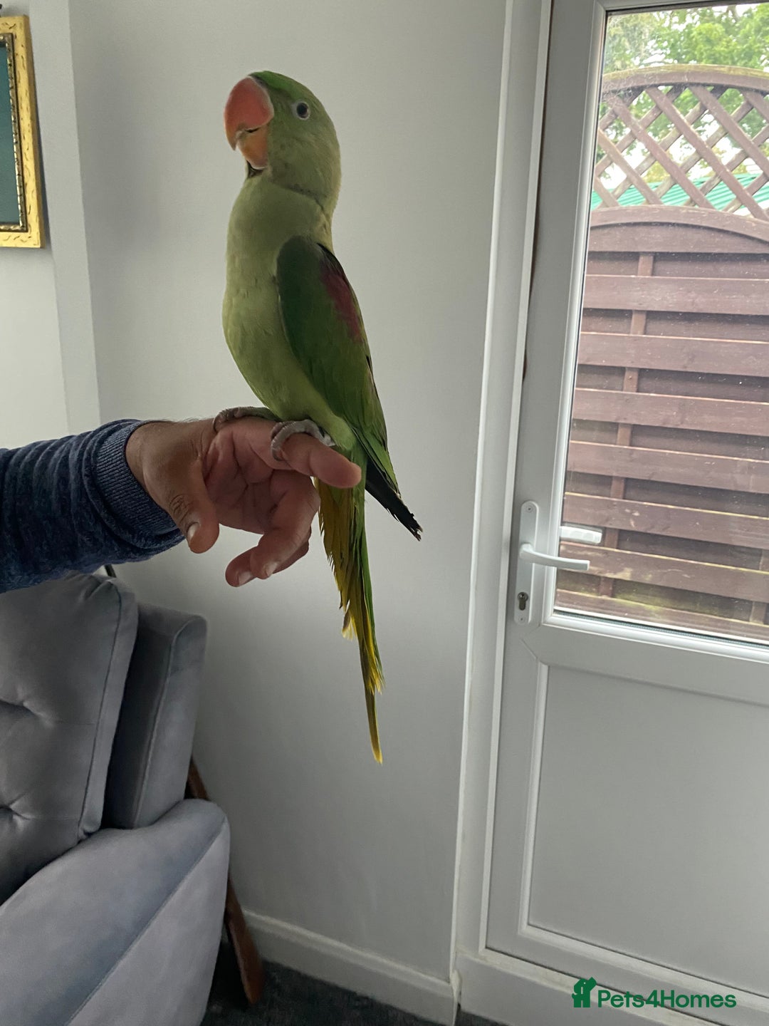 Parakeets birds for sale: Alexandrine parrot for sale HAND TAMED  - Image 2