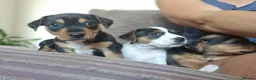 Jack Russell dogs for sale: 2 left...  Jack Russell pups - Advert 5