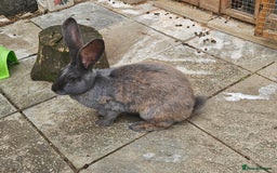 Continental Giant rabbits for sale: Female giant continental  - Image 3