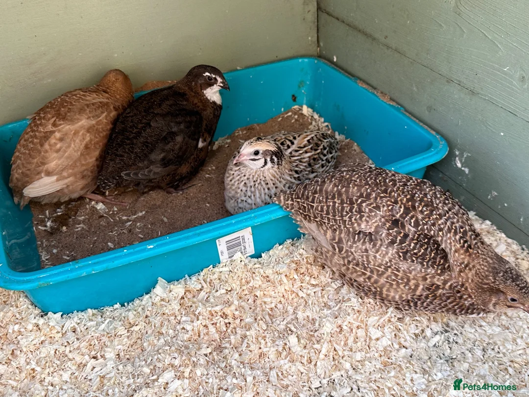 Quail poultry for sale: Different colours Coturnix Quail  - Advert 10