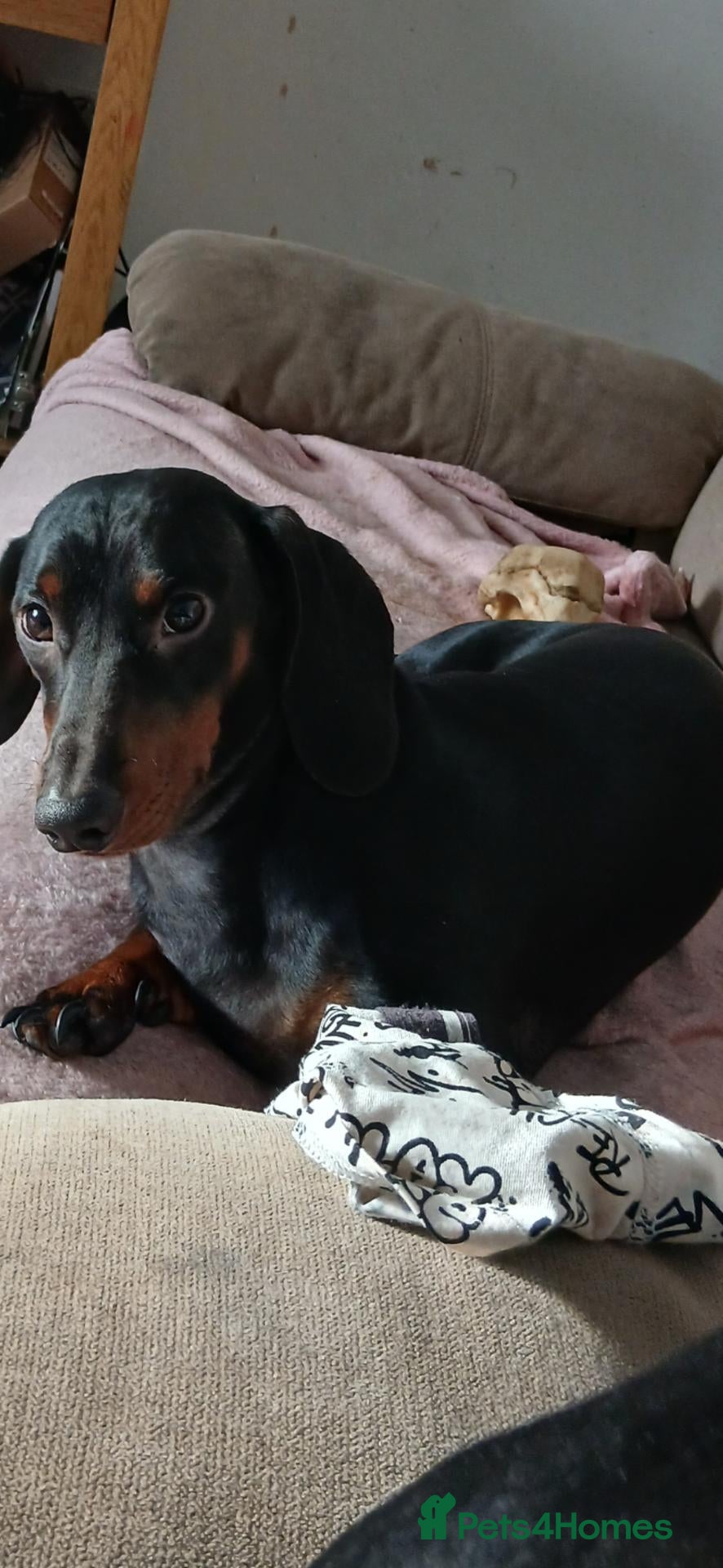 Dachshund dogs Kc STUD!!!!registered and pedigree male dachshund  - Advert 4