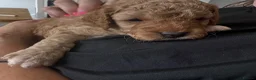 Cavapoo dogs for sale: Fully heath cheeked Cavapoos  - Advert 2
