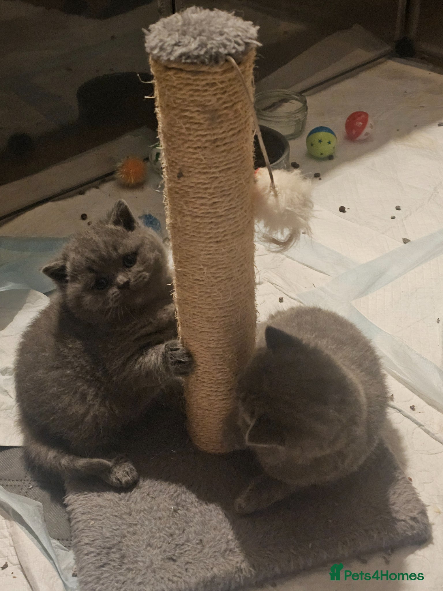 British Shorthair cats Pedigree British Shorthair Kittens - Advert 1