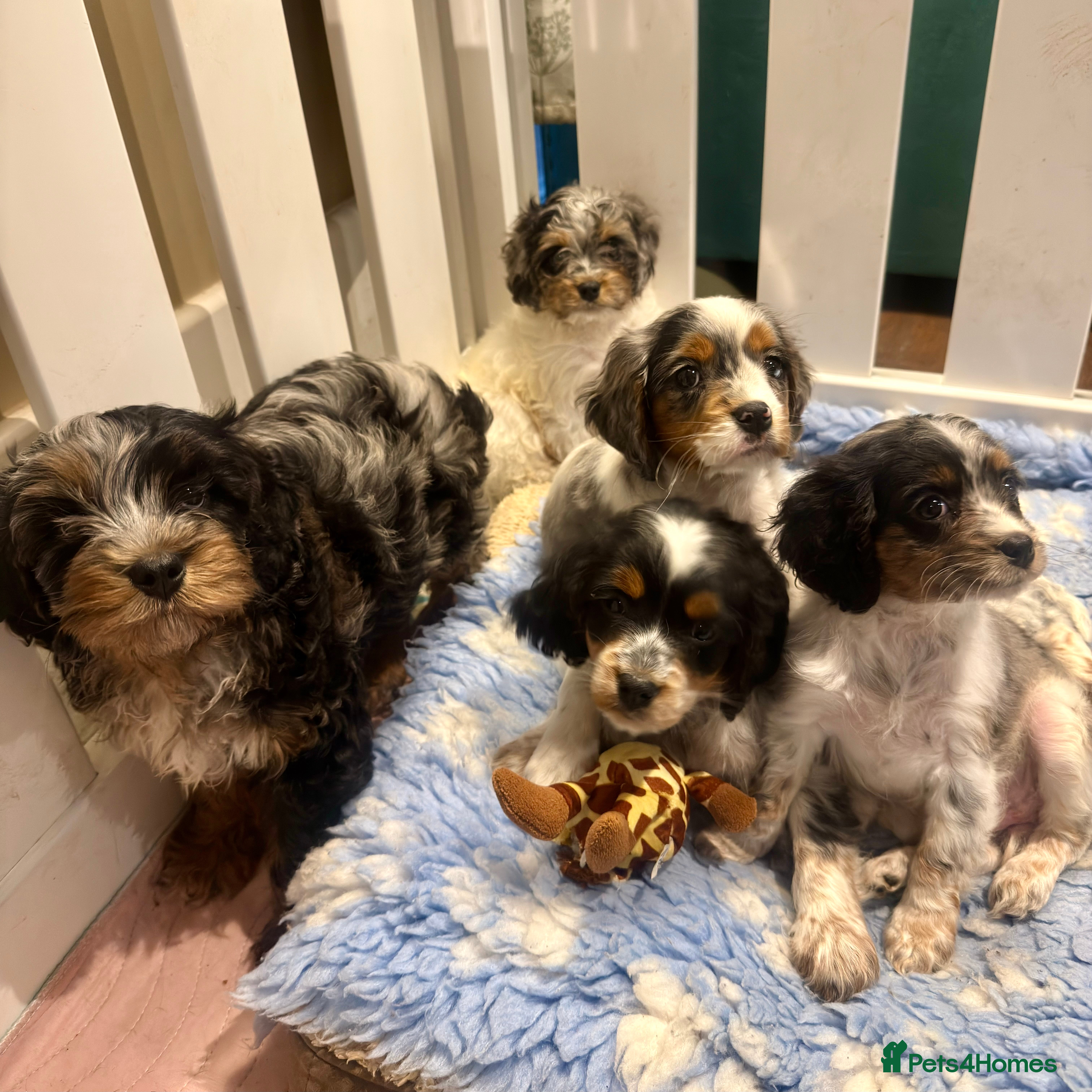 Cavapoo dogs Gorgeous Rainbow Cavapoos 🌈 - Advert 6