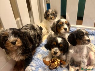 Cavapoo dogs Gorgeous Rainbow Cavapoos 🌈 - Advert 6