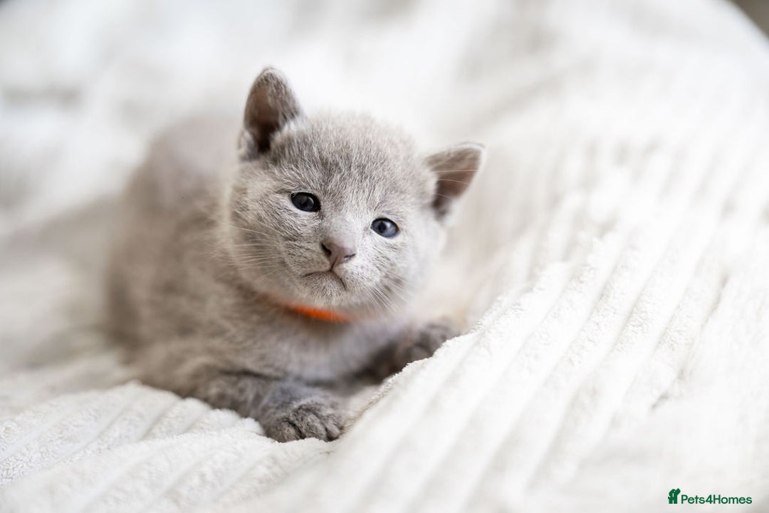 Russian Blue cats for sale: Pure Russian Blue Kittens, Silver Coat Green Eyes  - Advert 12
