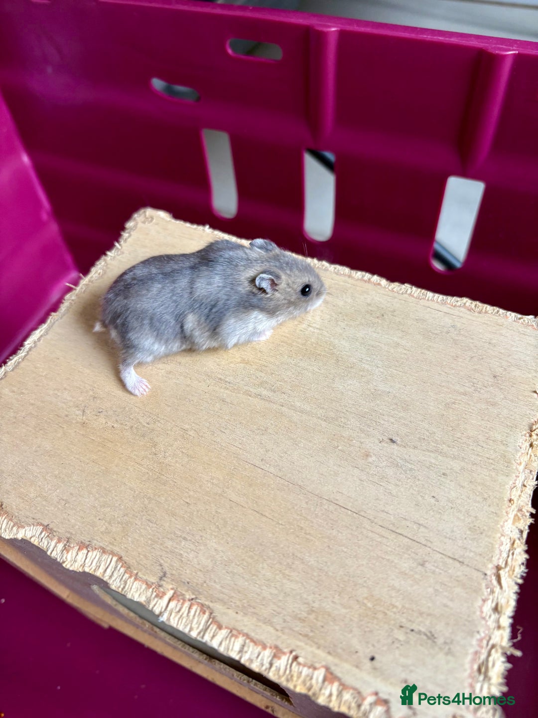 Hamster rodents for sale: Female winter white dwarf hamsters - Image 22
