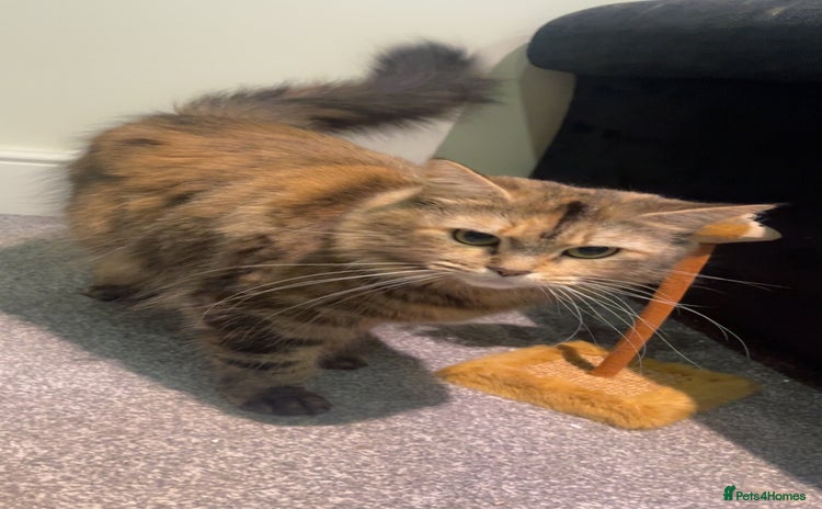British Longhair cats - Advert 1