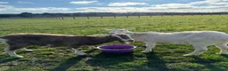 Goats livestock for sale: 2 Male Castrated Goats in Fareham - Advert 3
