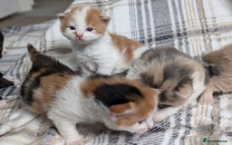 Mixed Breed cats for sale: Beautiful healthy kittens 😍😍 - Image 6