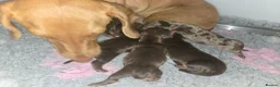 Miniature Dachshund dogs for sale: miniature dachshund pups in Spalding - Advert 1