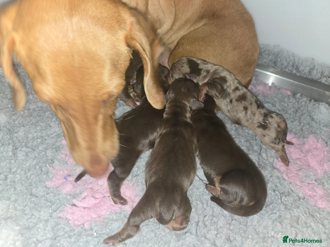 Miniature Dachshund dogs for sale: miniature dachshund pups in Spalding - Advert 1