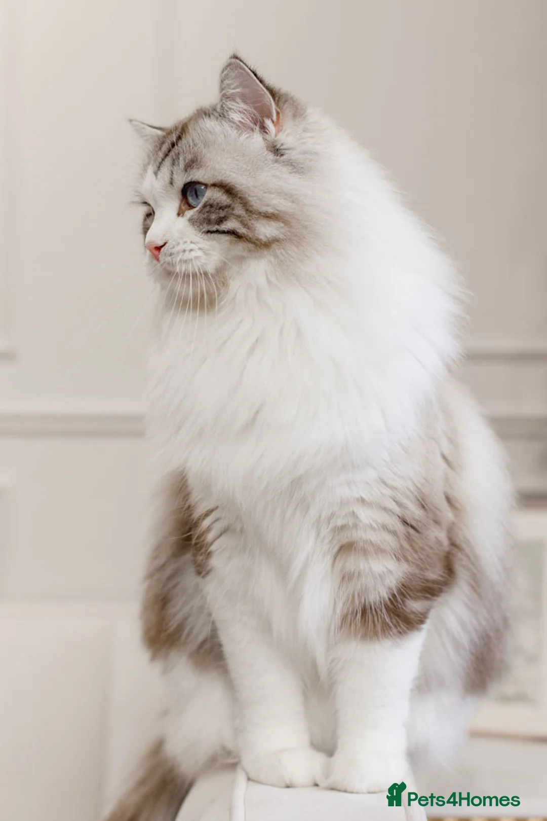 Ragdoll cats for stud: Limited time only Seal Lynx Bicolor Ragdoll (stud) - Advert 5
