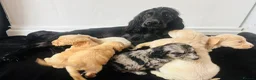 Cockapoo dogs for sale: Cockapoo Puppies  - Advert 2
