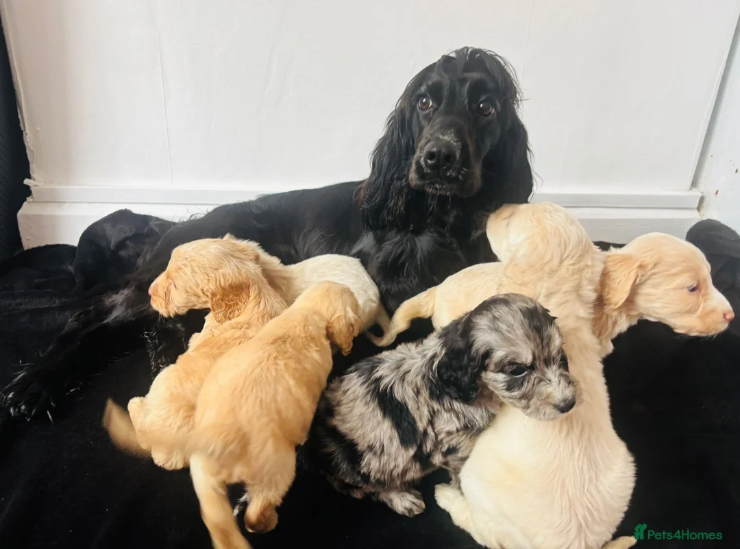 Cockapoo dogs for sale: Cockapoo Puppies  - Advert 2
