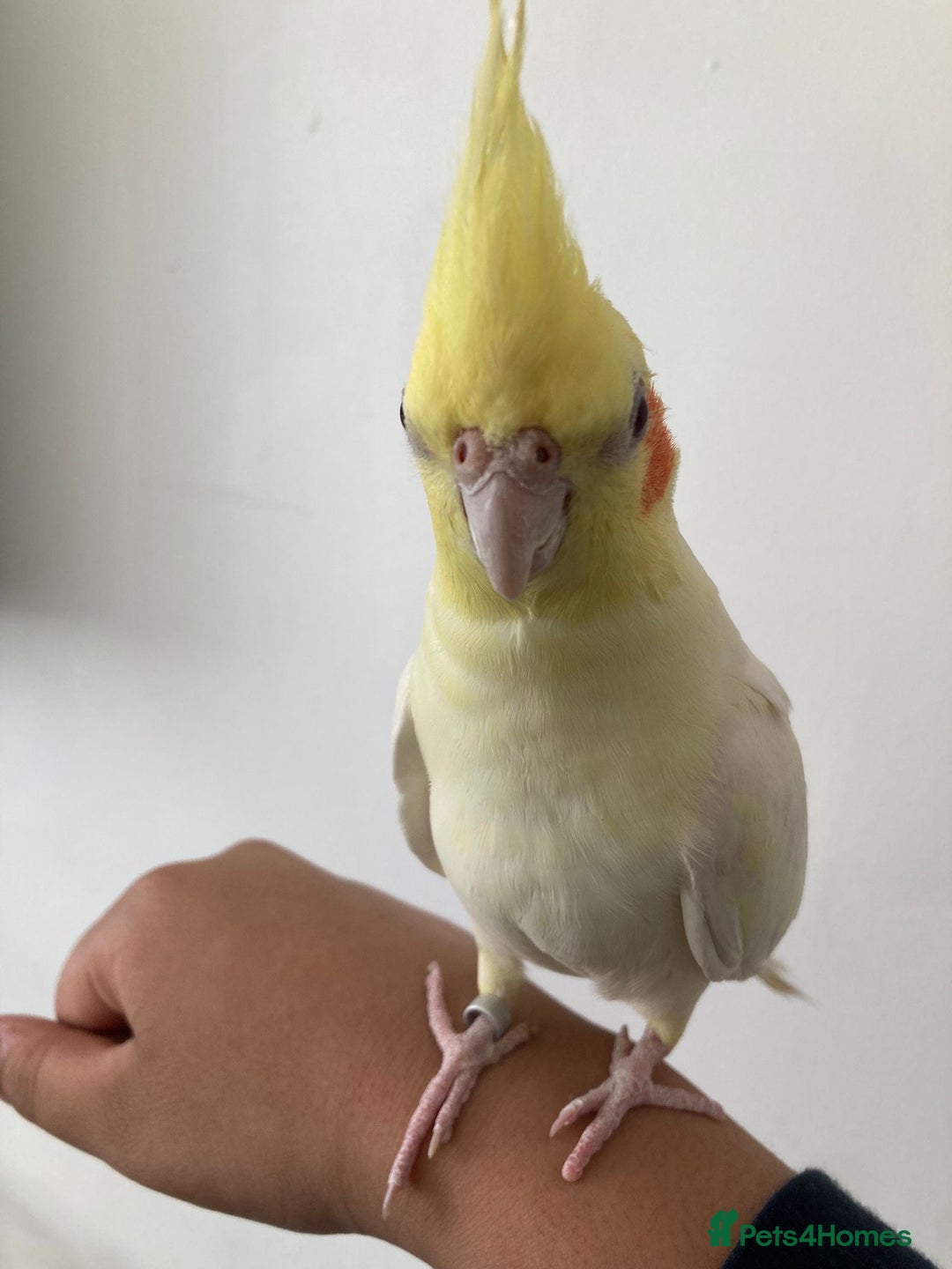 Mixed Breed birds for sale: Cockatiel and budgie (both male) - Advert 7