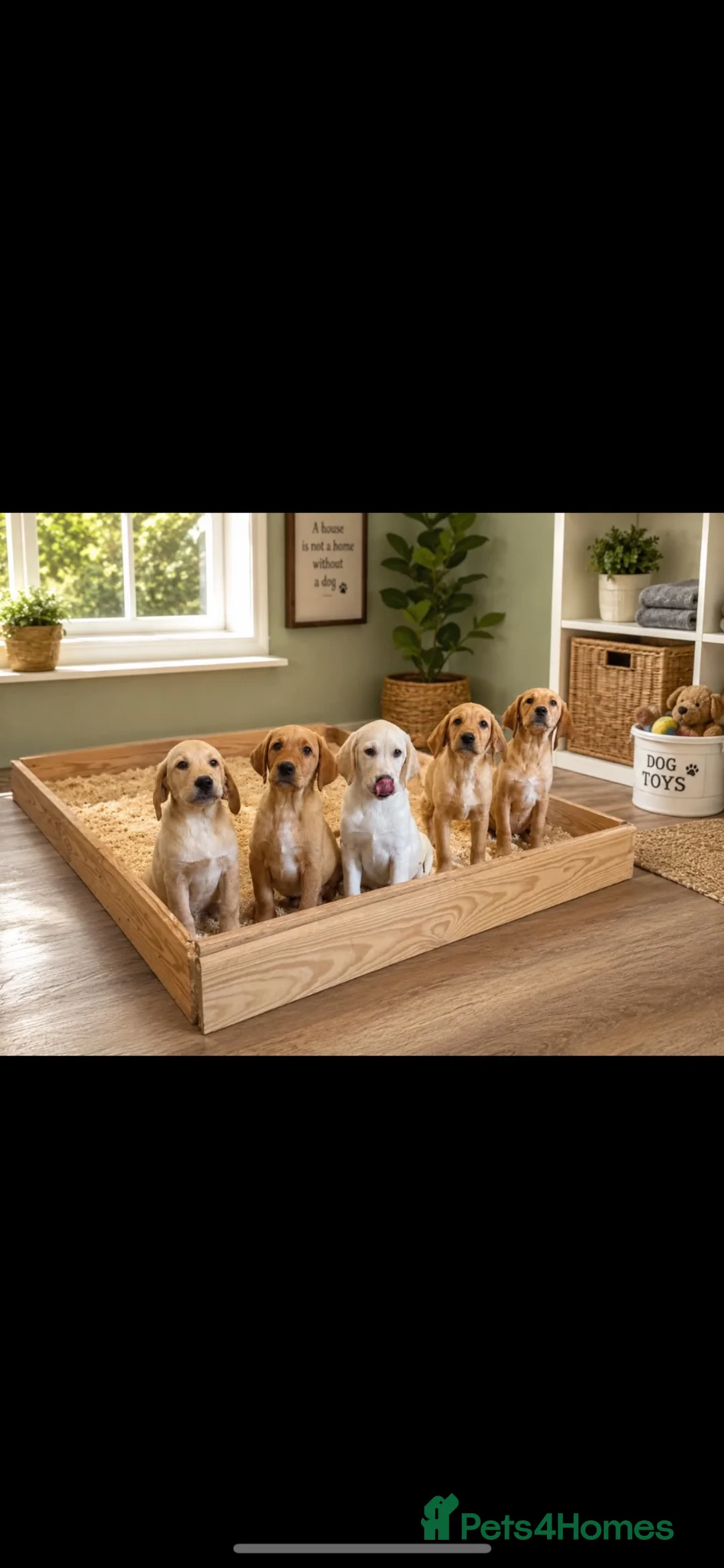 Goldador dogs for sale: Beautiful goldador pups - Advert 1