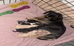 Dachshund dogs for sale: Gorgeous mini Dacshund X puppies🐾 - Advert 2