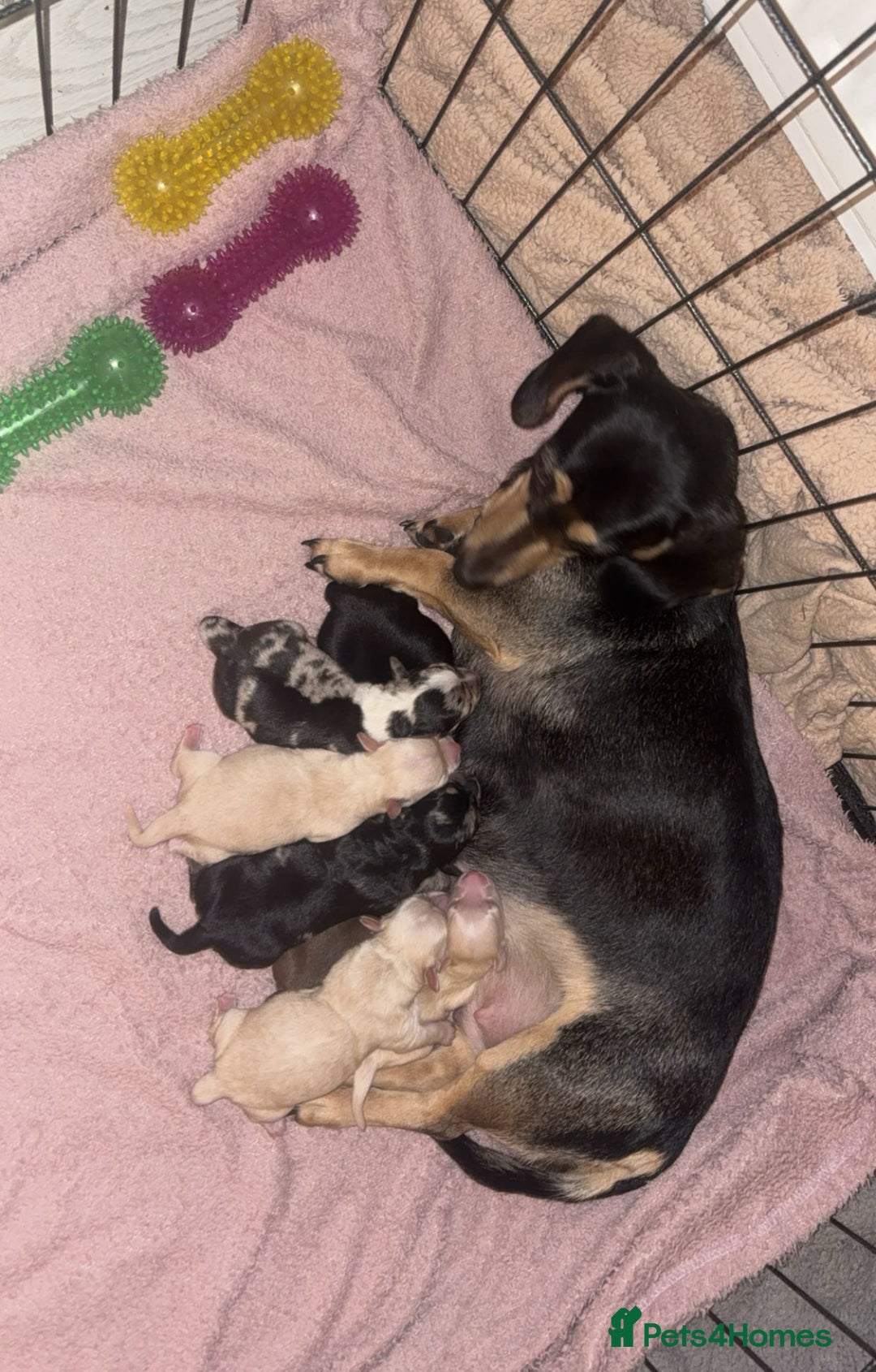 Dachshund dogs for sale: Gorgeous mini Dacshund X puppies🐾 - Advert 2