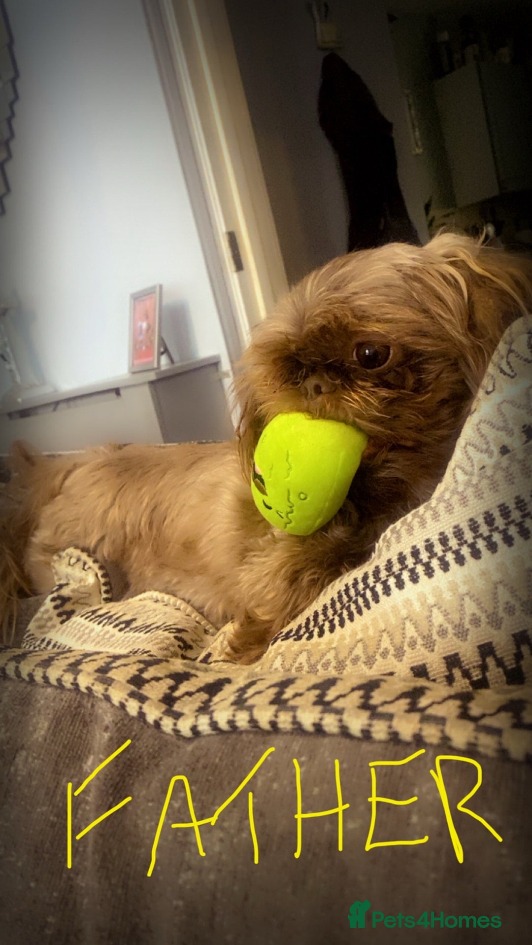 Shih Tzu dogs for sale: Imperial chocolate Shih-Tzu Puppy - Image 10