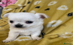 Chihuahua dogs for sale: White long coat Chihauhau Pups - Image 7