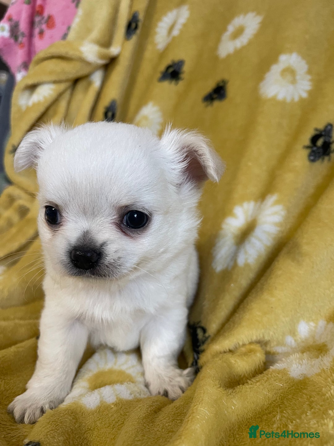 Chihuahua dogs for sale: White long coat Chihauhau Pups - Image 7
