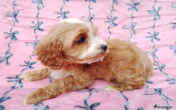 Cavapoo dogs for sale: Exceptional cavapoo puppies  - Image 25