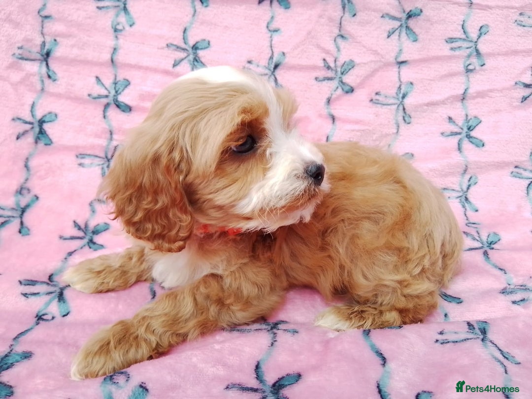 Cavapoo dogs for sale: Exceptional cavapoo puppies  - Image 25